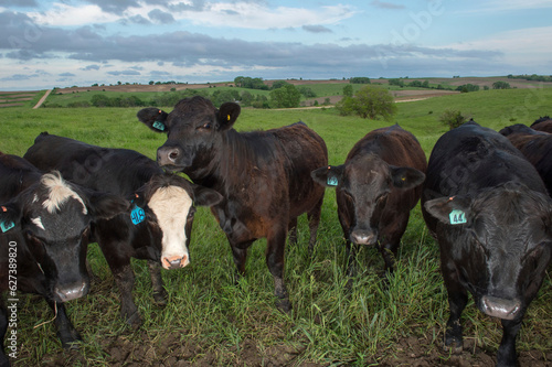 Cattle stand in a row in a pasture looking at the camera; Valparaiso, Nebraska, United States of America photo