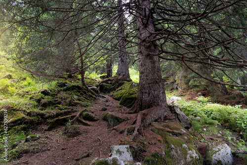 centuries-old fir forest in Trentino