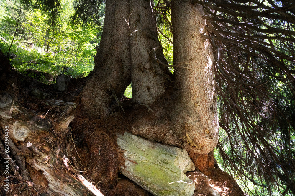 centuries-old fir tree roots and trunk