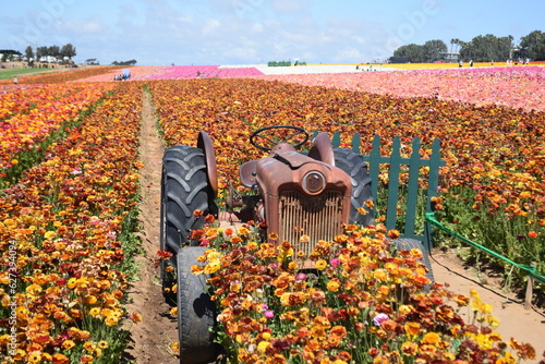 field of tulips