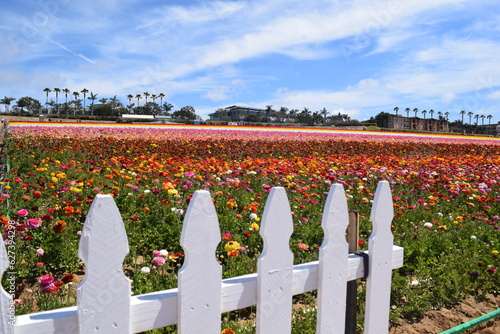 white picket fence with flowers