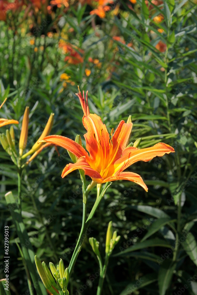 various pretty colorful lilies close up various pretty colorful lilies close up