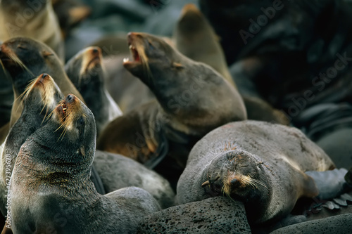 Group of Northern fur seals (Callorhinus alascanus); St. Paul Island, Pribilof Islands, Alaska, United States of America photo