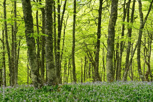 Fototapeta Naklejka Na Ścianę i Meble -  Beech forest in spring with the ground covered with flowers in Picos de Europa National Park, in the north of Spain.