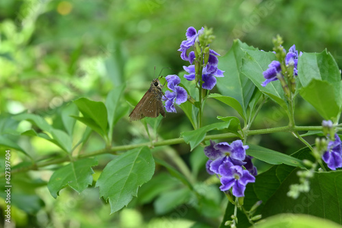 Ventral view of a Small Branded Swift butterfly perched on a purple flower