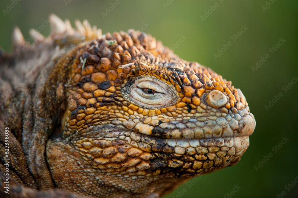 Close up of a Galapagos land iguana (Conolophus subcristatus) in Galapagos Islands National Park; North Seymour Island, Galapagos Islands, Ecuador Close up of a Galapagos land iguana (Conolophus subcristatus) in Galapagos Islands National Park; North Seymour Island, Galapagos Islands, Ecuador