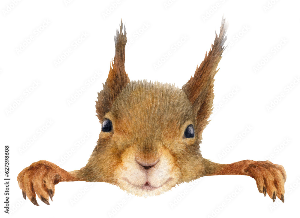 Obraz premium A head of a funny fluffy squirrel hand drawn in watercolor. Watercolor animal illustration. Isolated image