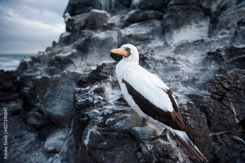 Nazca booby (Sula granti) on Espanola Island in Galapagos Islands National Park; Espanola Island, Galapagos Islands, Ecuador