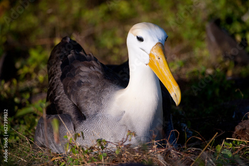 Critically endangered Waved albatross (Phoebastria irrorata) on Espanola Island in Galapagos Islands National Park; Espanola Island, Galapagos Islands, Ecuador photo