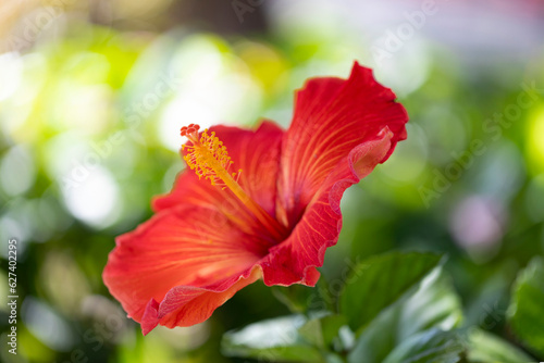 Close-up of a large, red hibiscus (Hibiscus rosa-sinensis) in Kihei; Maui, Hawaii, United States of America
