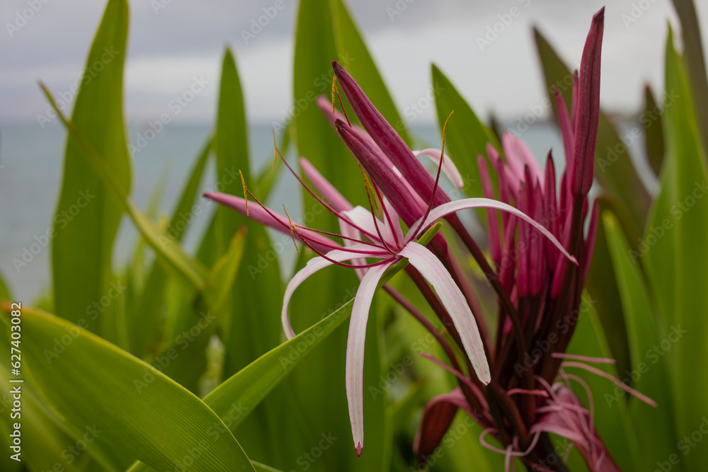 Fototapeta premium Close-up of tropical, pink, flowering plant growing on the shore at Maluaka Beach in the morning light; Maui, Hawaii, United States of America