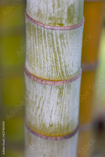 Close-up detail of bamboo tree trunk in Kihei; Maui, Hawaii, United States of America