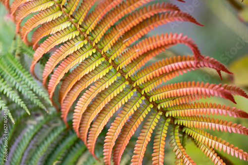 Close-up detail of a multi-colored fern leaf at Kula Botanical Gardens; Maui, Hawaii, United States of America photo