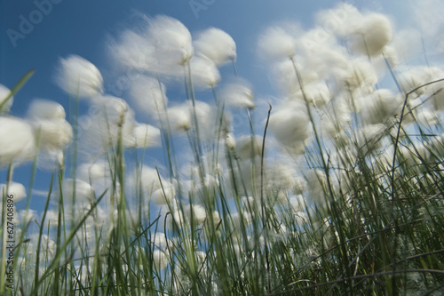 Like spots of white clouds, the aging flowers of dandilions still rooted in the dirt move with the wind. photo