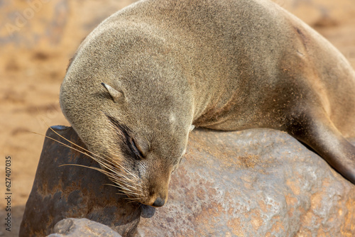 Sleeping young baby Cape fur seal, Arctocephalus pusillus, on rocks in warm light Cape cross, Skeleton Coast, Namibia