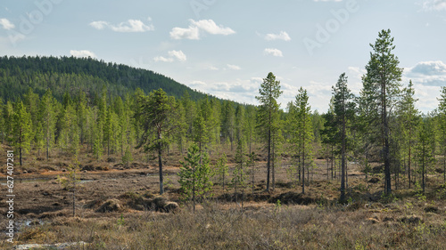 Fototapeta Naklejka Na Ścianę i Meble -  Góra i las w słoneczny dzień w Laponi. 
