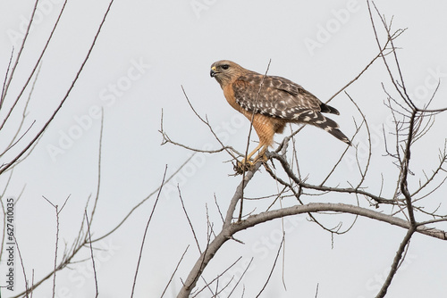 Red-Shouldered Hawk perched on leafless tree branch