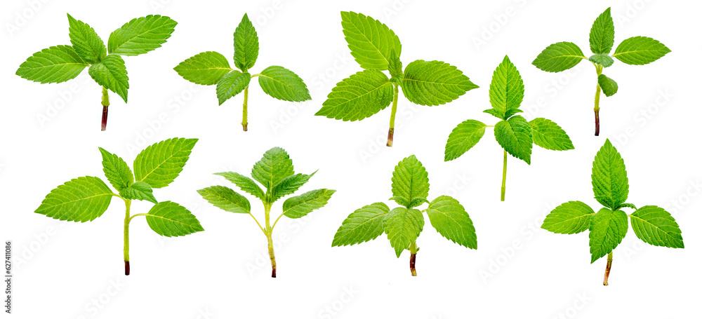 Plants with leaves isolated over transparent background