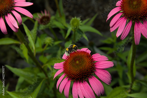 Pink and purple coneflowers in the garden with a bee collecting nectar.