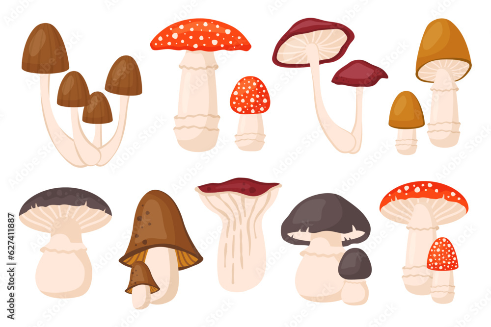 Set of forest mushrooms isolated. Collection of Autumn raw edible and toxic fungus. Porcini, chanterelle, fly agaric, toadstool. Fall seasonal harvest. Vector cartoon illustration Set of forest mushrooms isolated. Collection of Autumn raw edible and toxic fungus. Porcini, chanterelle, fly agaric, toadstool. Fall seasonal harvest. Vector cartoon illustration