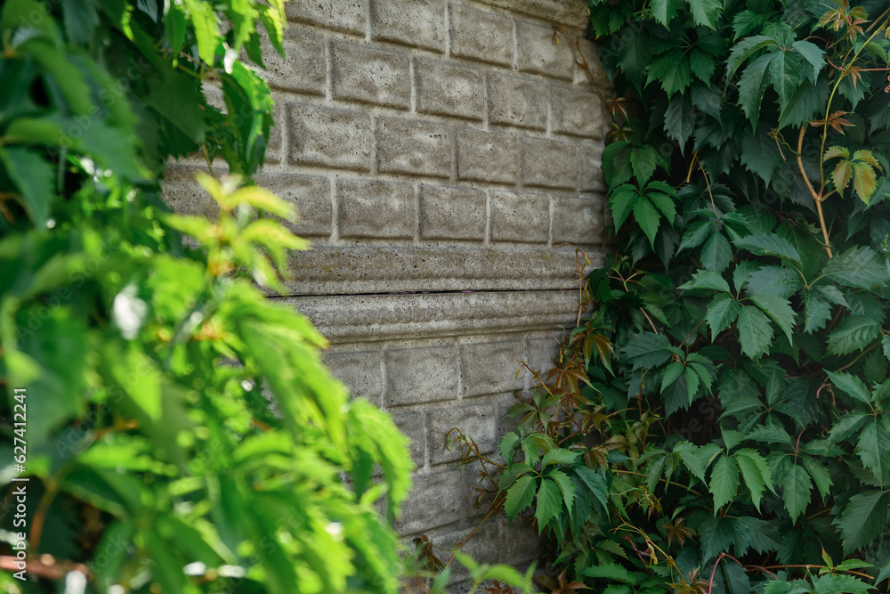 green ivy full of large leaves concrete modern fence wall Space for copy text Grapevine on grey background cement palisade covered plant forming frame