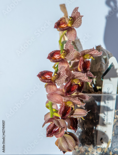 Beautiful orchid flower. Catasetum tupa variety. Branch peduncle with buds. A rare species of spotted orchid. Brown red flowering plant. Floriculture at home Bud multicolor on white background closeup photo