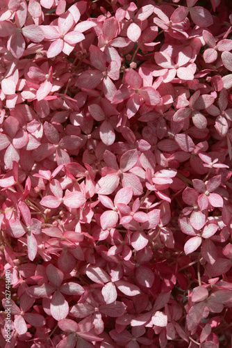 Closeup of pink hydrangea f...
