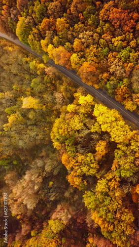 Autumn forest drone aerial shot, Overhead view of foliage trees and road
