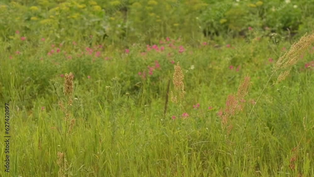 Wild herbs sway in the wind. Slow motion Wild herbs sway in the wind. Slow motion