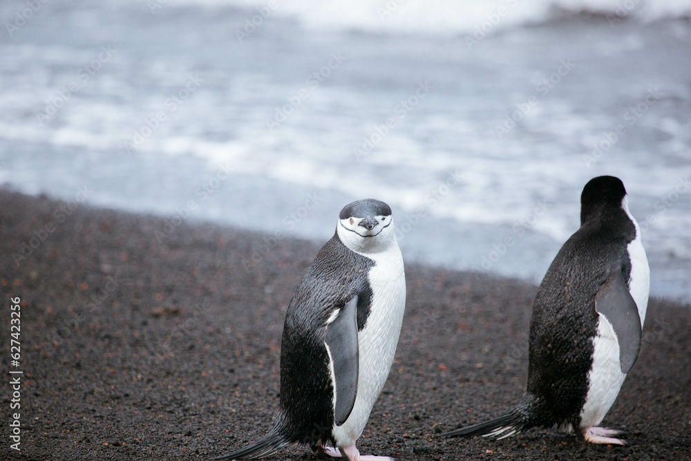 Obraz premium Antarctica chinstrap penguin