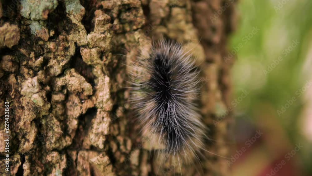 Black Eupterote Testacea Walker Caterpillar on a Tree High Quality 4K Macro Thailand Wildlife Footage. Black Eupterote Testacea Walker Caterpillar on a Tree High Quality 4K Macro Thailand Wildlife Footage.