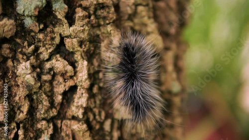 Black Eupterote Testacea Walker Caterpillar on a Tree High Quality 4K Macro Thailand Wildlife Footage. photo