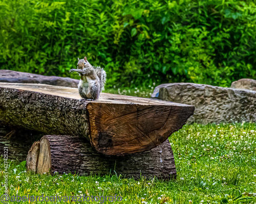 Squirrel on the old wooden trunk