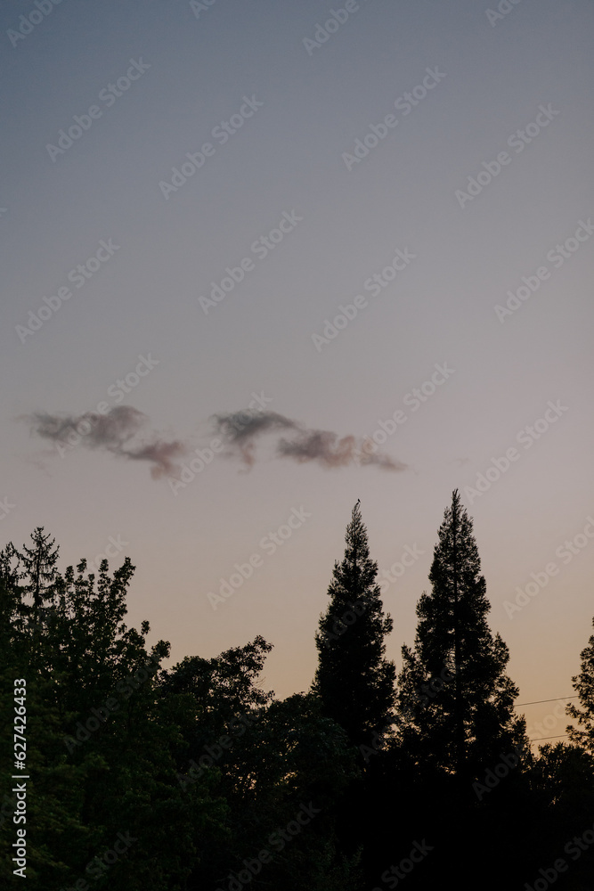 dark treed skyline with sunset and cloud in background dark treed skyline with sunset and cloud in background