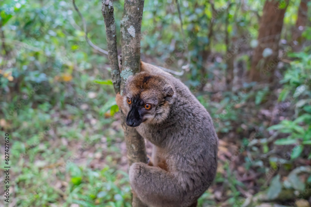 Portrait of a brown maki Lemur a close up from the lemur in forrest Portrait of a brown maki Lemur a close up from the lemur in forrest