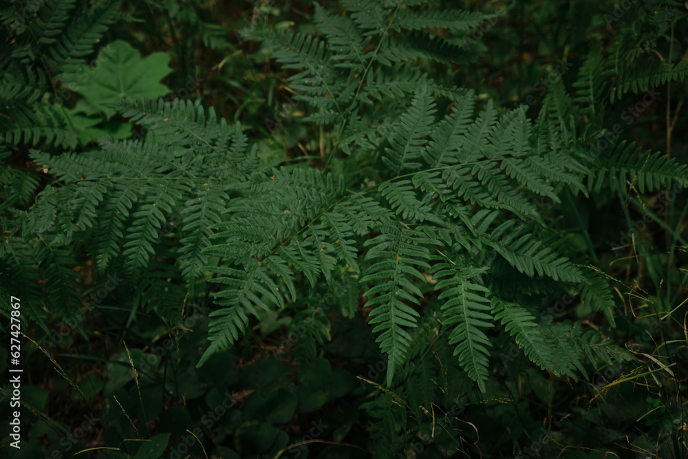Background of the dark green leaves of fern and wild plant over the brown soil of the forest Background of the dark green leaves of fern and wild plant over the brown soil of the forest