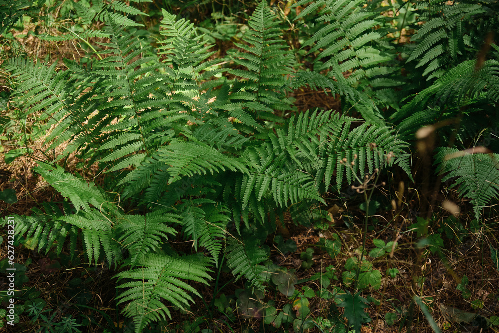 Background of the dark green leaves of fern and wild plant over the brown soil of the forest