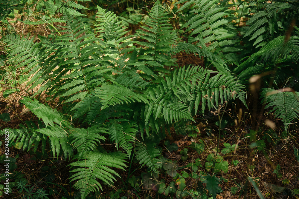 Background of the dark green leaves of fern and wild plant over the brown soil of the forest Background of the dark green leaves of fern and wild plant over the brown soil of the forest
