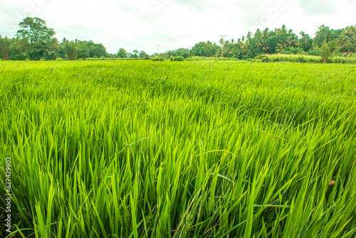 Green rice field in the countryside 