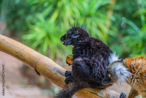 Wallpaper Mural Black lemur, Eulemur macaco, face detail portrait at the Andasibe Torontodigital.ca