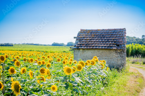 Champ de Tournesols en Provence photo