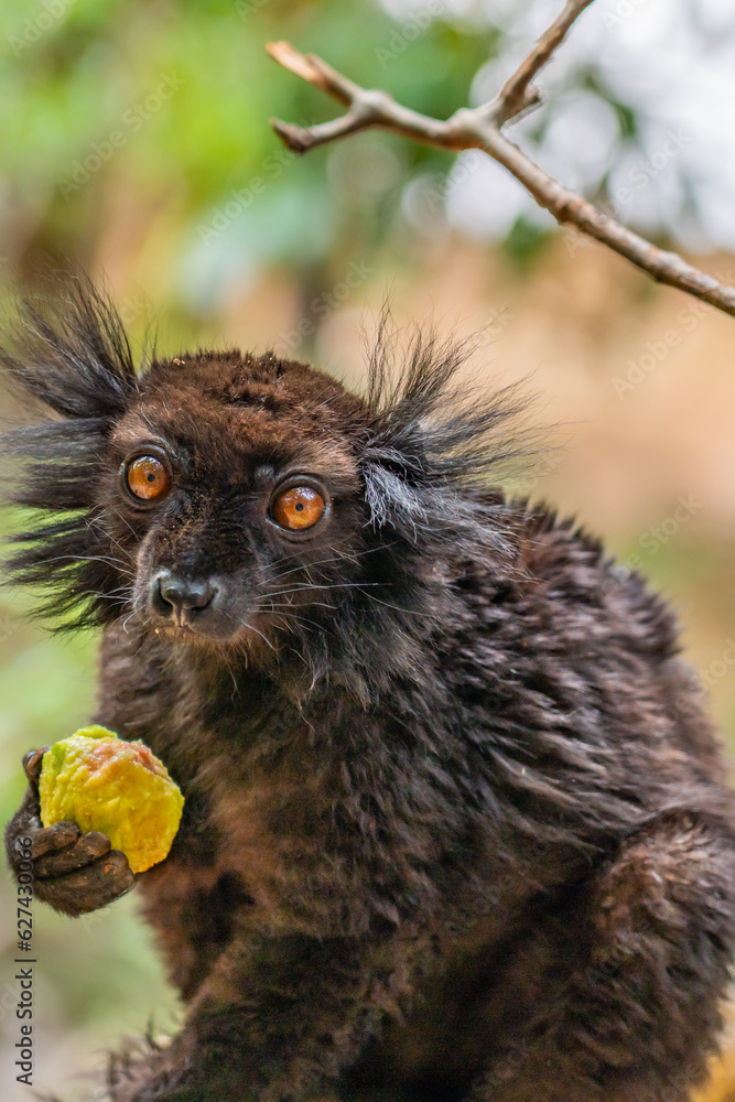 Black lemur, Eulemur macaco, face detail portrait with yellow eye.