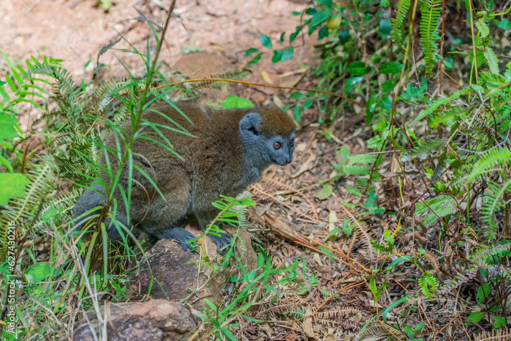 Golden bamboo lemur, close up from a endangered bamboo lemur in Madagascar. Golden bamboo lemur, close up from a endangered bamboo lemur in Madagascar.