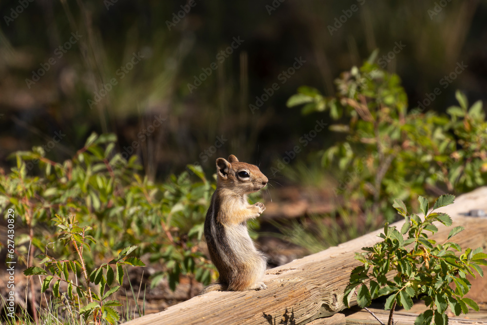 Obraz premium Chipmunk