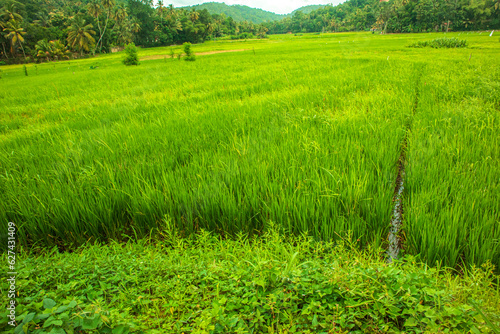 Green rice field in beautiful village