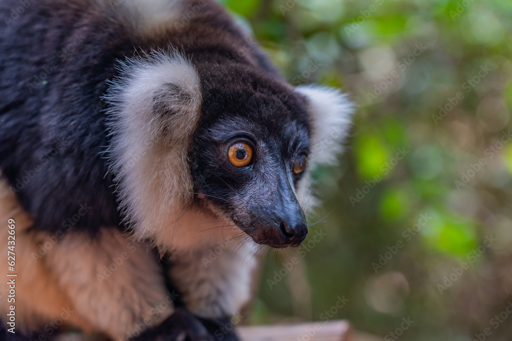 Fototapeta premium Lemur, black-and-white ruffed lemur close up in nature at Andasibe National Park