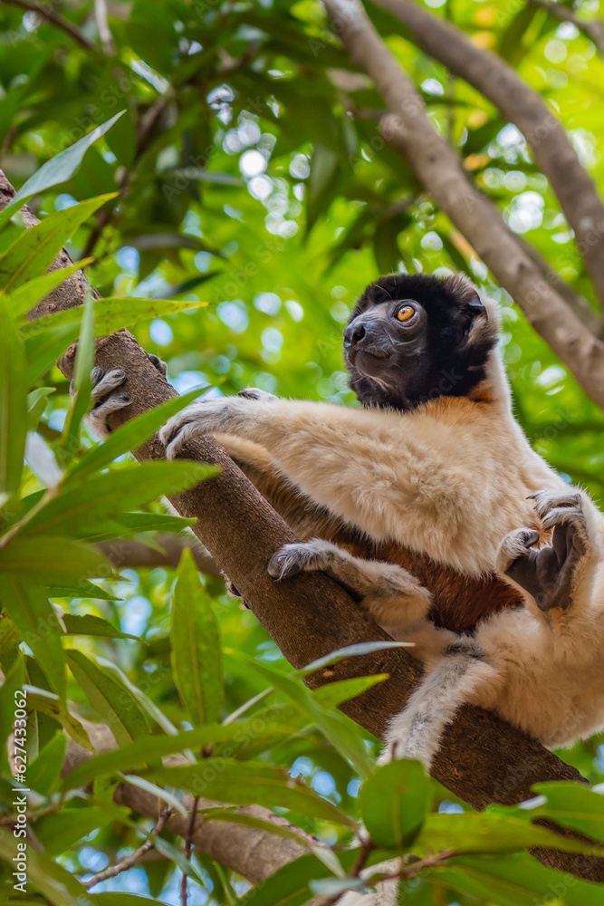 Fototapeta premium Diademed sifaka in its natural environment in the rainforest of Andasibe