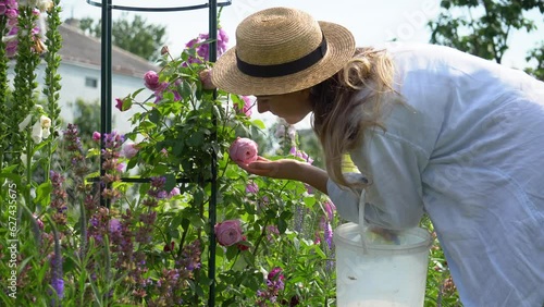 Woman enjoys climber rose blooms growing on obelisk in summer garden. Gardener smells flowers ready to deadhead.