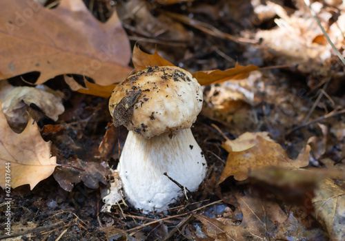 porcini mushroom in the forest