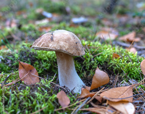 Beautiful mushroom growing in green moss, summer day, close-up